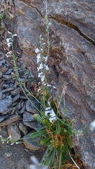 Anarrhinum laxiflorum