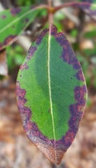 Phytophthora