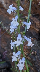 Anarrhinum laxiflorum