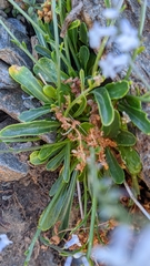 Anarrhinum laxiflorum