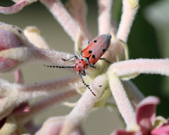 Tetraopes annulatus