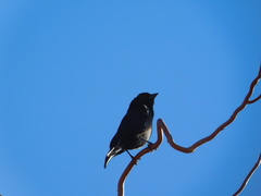 Molothrus rufoaxillaris