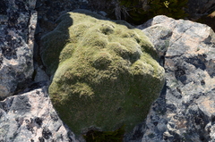 Veronica pulvinaris