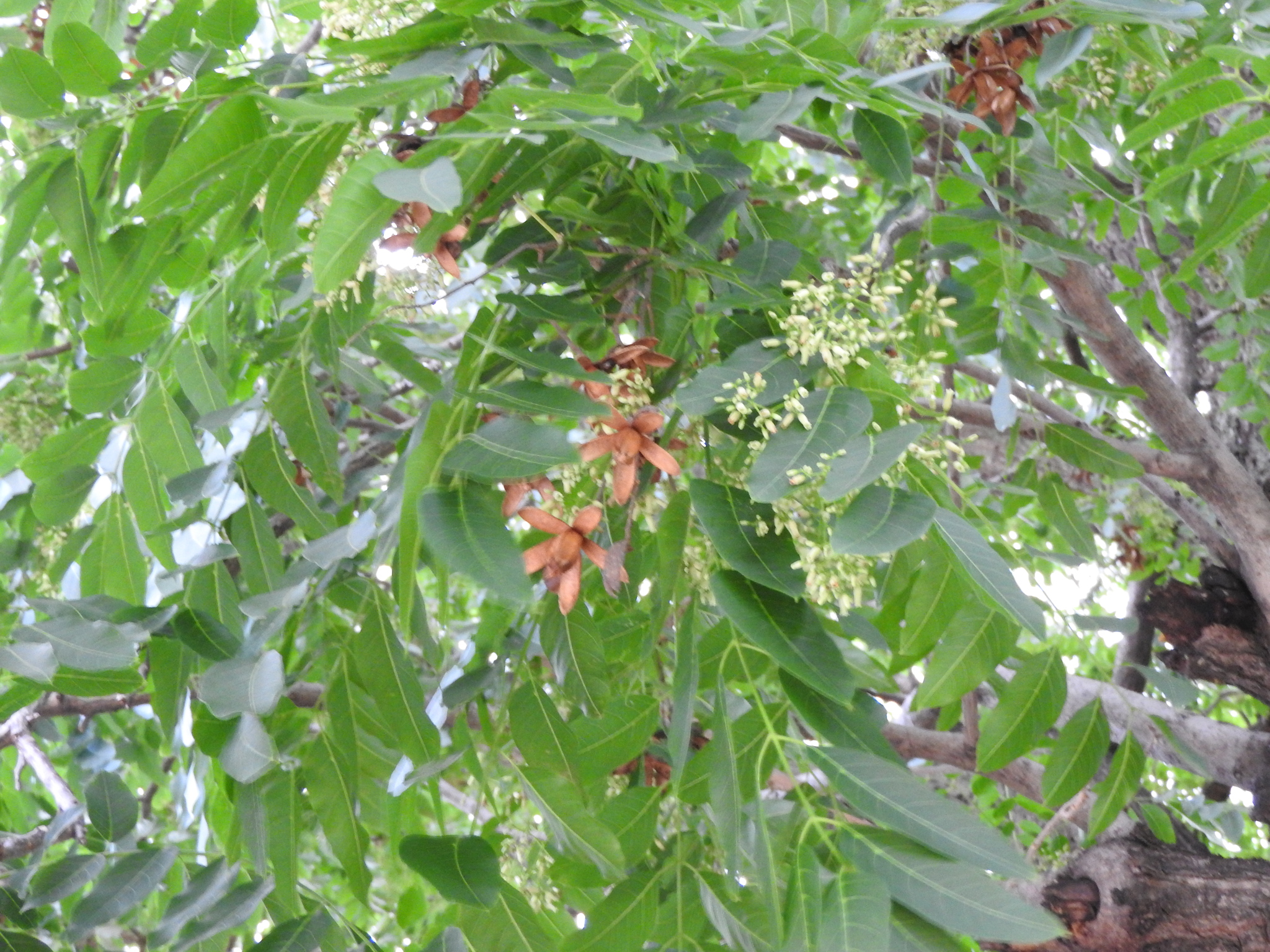 Cedrela dugesii