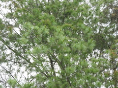 Pinus maximartinezii