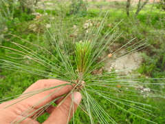 Pinus maximartinezii