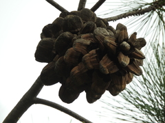 Pinus maximartinezii