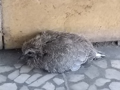 Streptopelia senegalensis