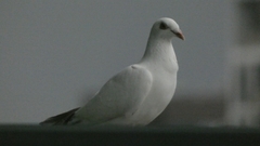 Columba livia domestica