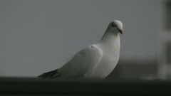 Columba livia domestica