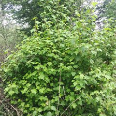 Ribes ciliatum