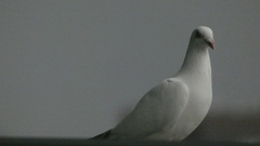 Columba livia domestica