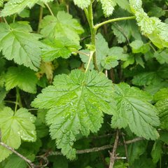 Ribes ciliatum