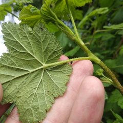Ribes ciliatum
