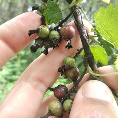 Ribes ciliatum
