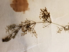 Utricularia purpurea