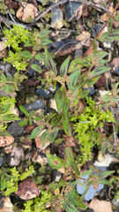 Euphorbia hirta image