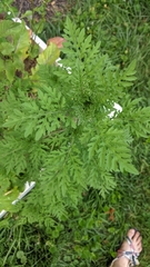 Ambrosia artemisiifolia