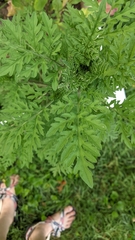 Ambrosia artemisiifolia