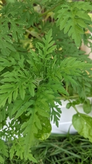 Ambrosia artemisiifolia