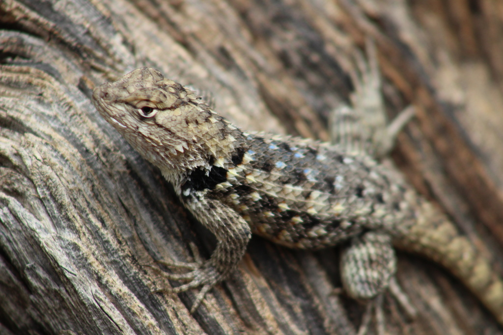 Twin-Spotted Spiny Lizard