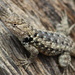 Twin-spotted Spiny Lizard - Photo (c) Desert Max, some rights reserved (CC BY-NC), uploaded by Desert Max