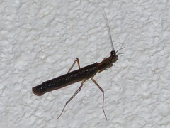 Thrinaconyx