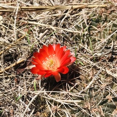 Lobivia hertrichiana