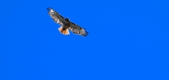 Buteo jamaicensis