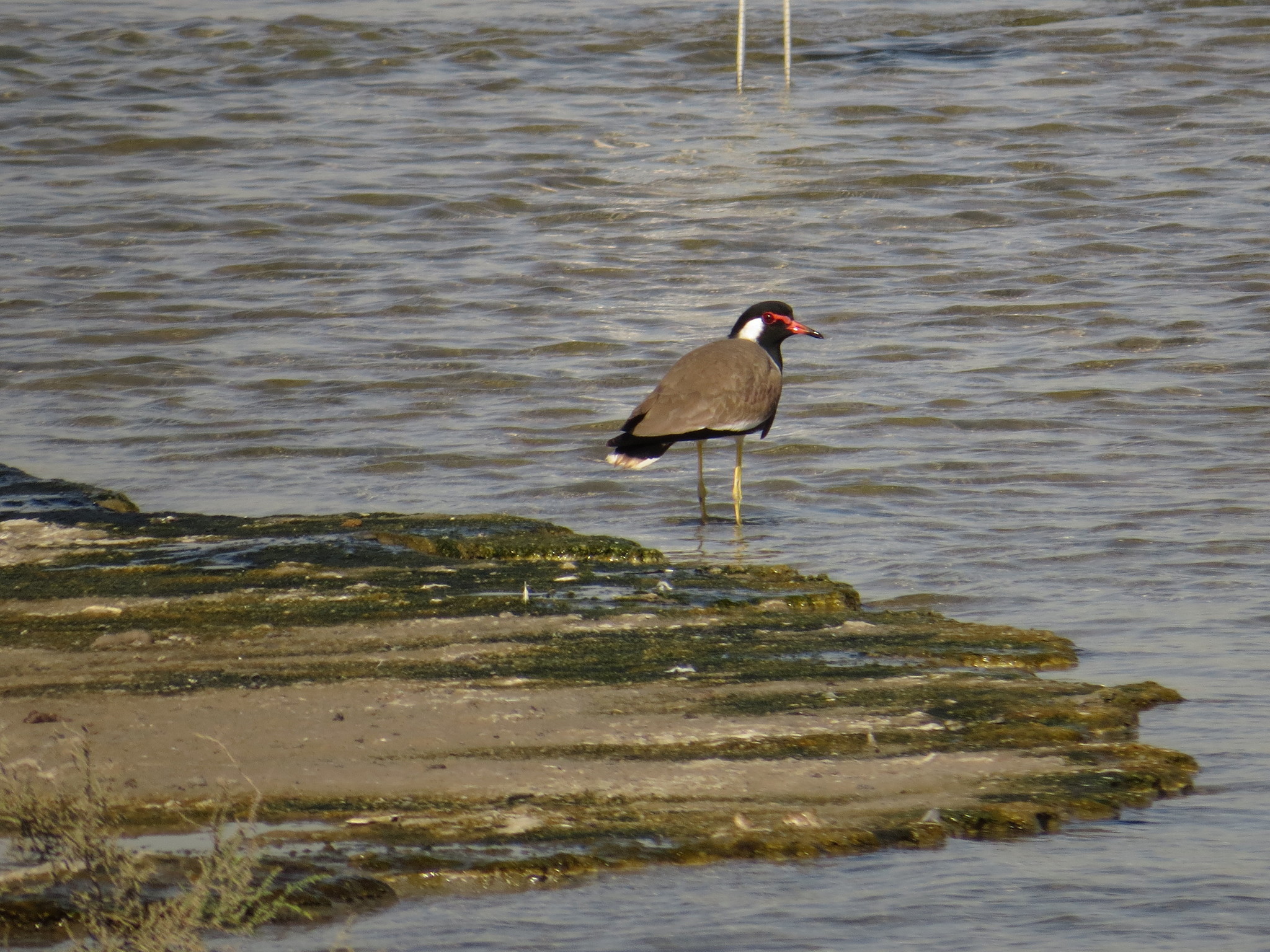 Red-wattled Lapwing