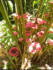 Etlingera corneri