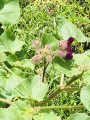 Proboscidea fragrans