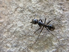 Camponotus laevigatus