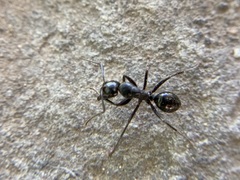 Camponotus laevigatus