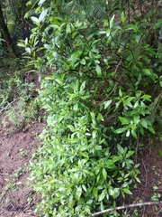 Ageratina glabrata