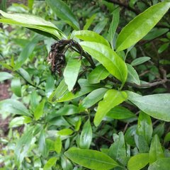 Ageratina glabrata