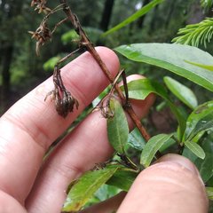 Ageratina glabrata