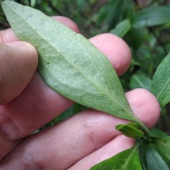 Ageratina glabrata
