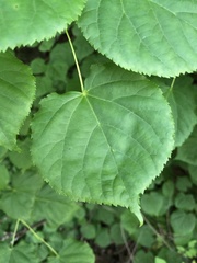 Tilia cordata