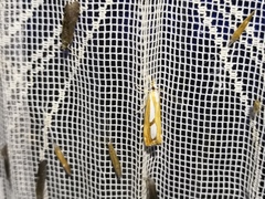 Catoptria permutatellus