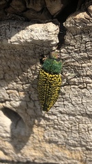 Buprestis confluenta