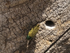 Buprestis confluenta