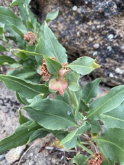 Rumex venosus