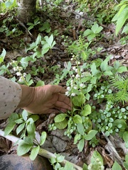 Pyrola elliptica