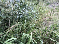 Digitaria parviflora