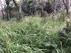 Digitaria parviflora