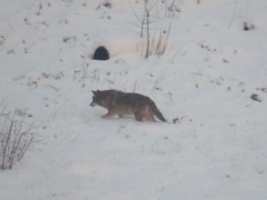 Canis latrans