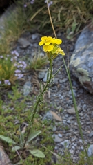 Erysimum nevadense