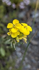 Erysimum nevadense