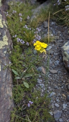 Erysimum nevadense
